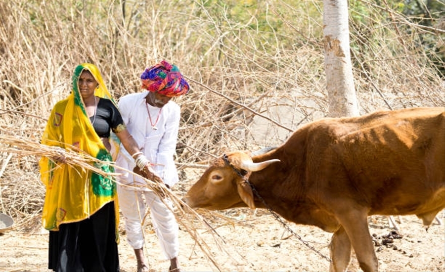 Why Indian Cows Are the Backbone of Organic Farming