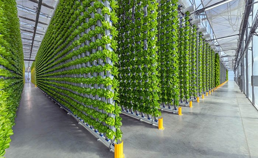 A Smart Way to Grow More in Less Space-Vertical Farming